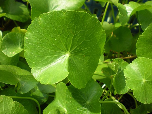 Hydrocotyle umbellata